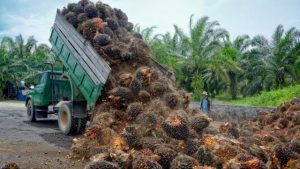 Biodisel Kelapa Sawit Indonesia