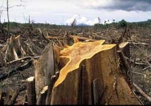 Energi Menyebabkan Hilangnya Keanekaragaman Hayati