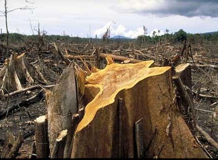 Energi Menyebabkan Hilangnya Keanekaragaman Hayati