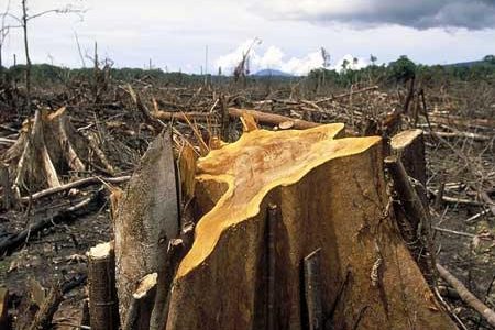 Energi Menyebabkan Hilangnya Keanekaragaman Hayati