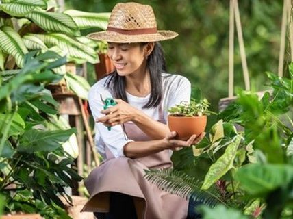 Manfaat Energi Matahari Bagi Tumbuhan